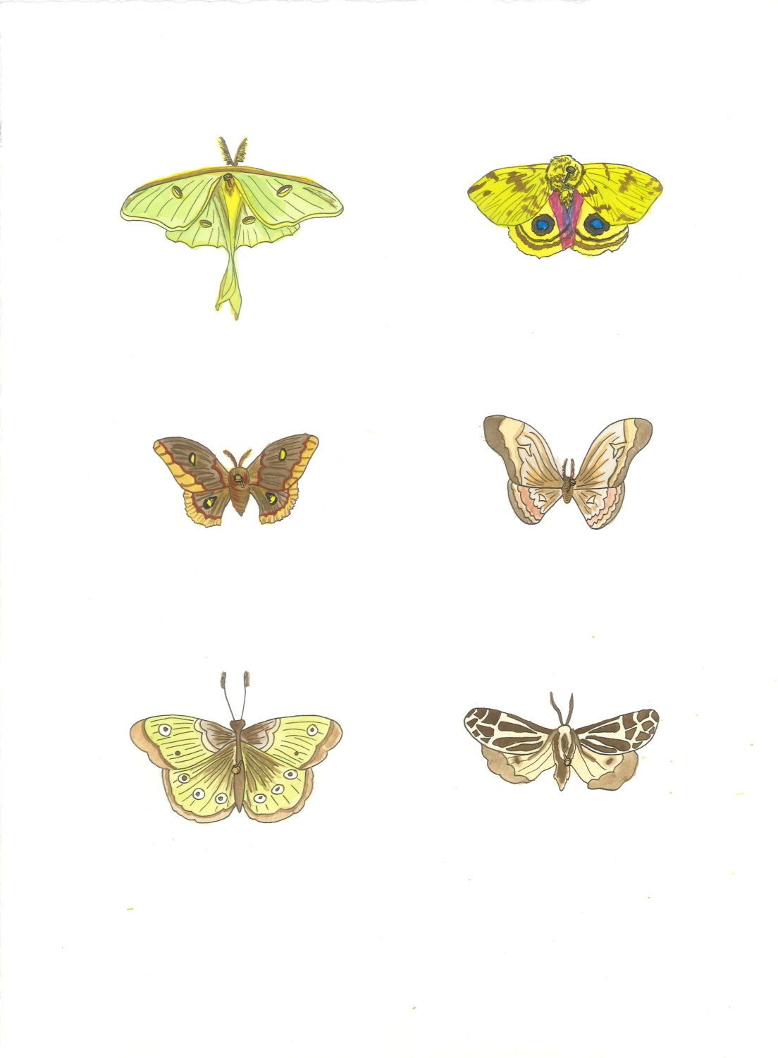 December 11, 2012 (Moths) - original ink and watercolor drawing