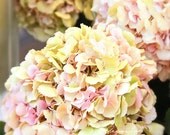 Hydrangea flower photo, Paris, cottage chic, pastel, pink, yellow, bouquet, summer, botanical, floral, flora, home decor, nursery, for her