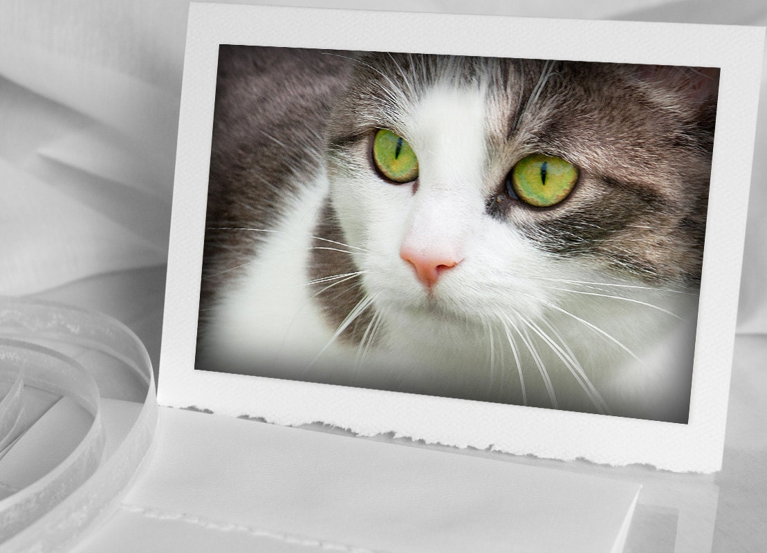 Kitty Cat the visitor - Photo Greeting Card with 4x6 signed photograph - Green eyes, White, gray, Pet Portrait - Also as iPhone case 4 4s 5