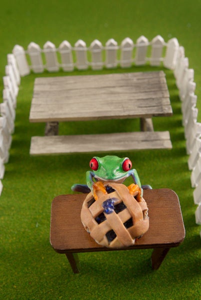 Bllueberries Food Art, Blueberry Pie, Real Frog and Miniature Pie