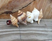 Crown Seashell Hair Barrette - Handmade Hair Accessory - Natural Seashells - Kings Crown Seashells
