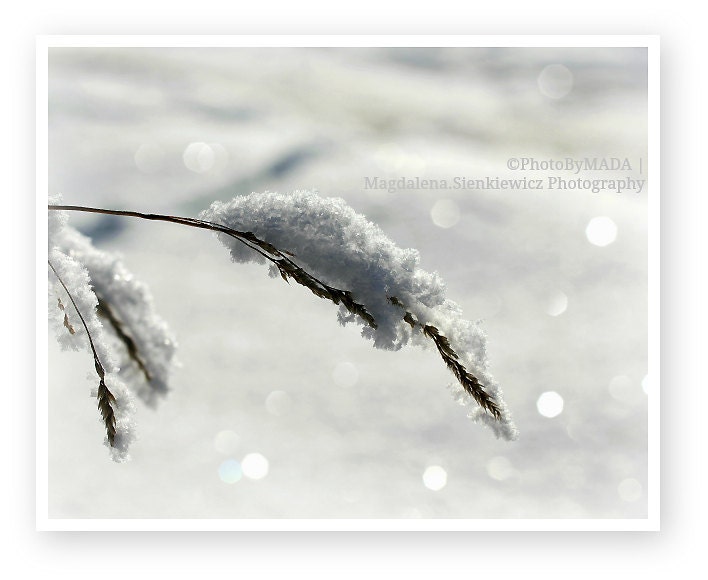 Glisten 5x7 inch (13x18 cm)  Fine Art Photography - Home decor - Gift Idea - PhotoByMADA