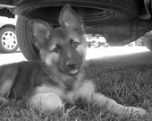German Shepherd Puppy 8X10 Photo , Black and White , Alsatian , Dog Lovers Gift , Pet Photography