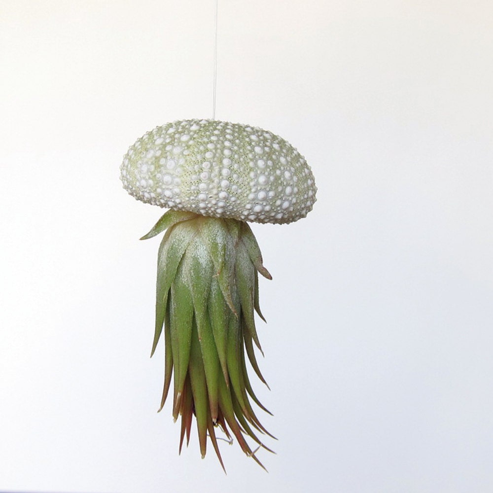 Green Hanging Air Plant // Ombre Urchin Shell // Unique Home Decor // Tiny - groundlings