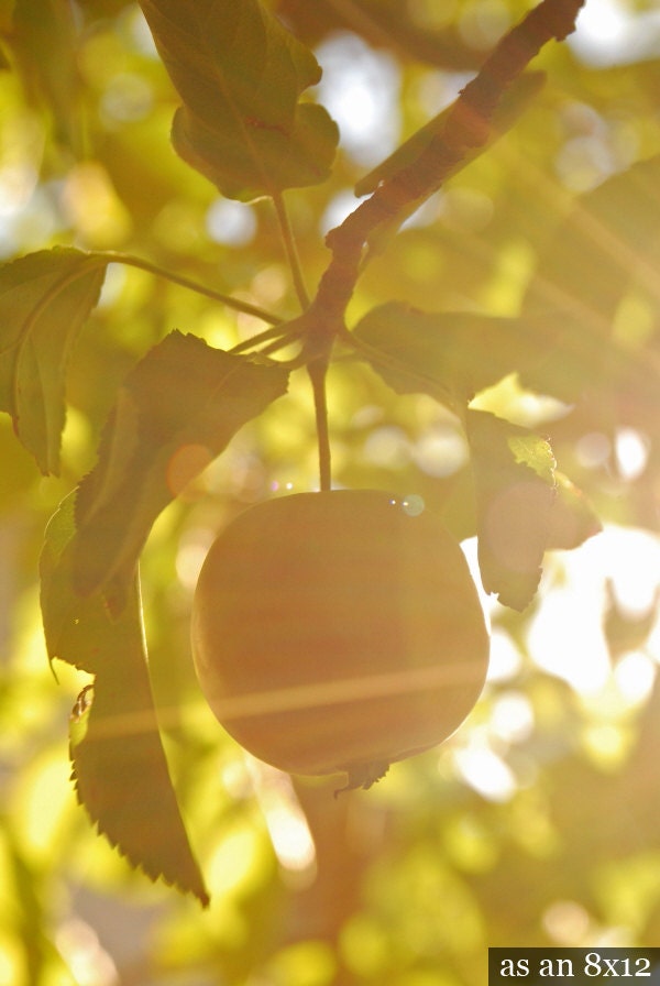 Ripening Apple - botanical photograph nature art photo photography fruit ripen tree leaves golden sun sunny sunlight dreamy - LeafandBloom