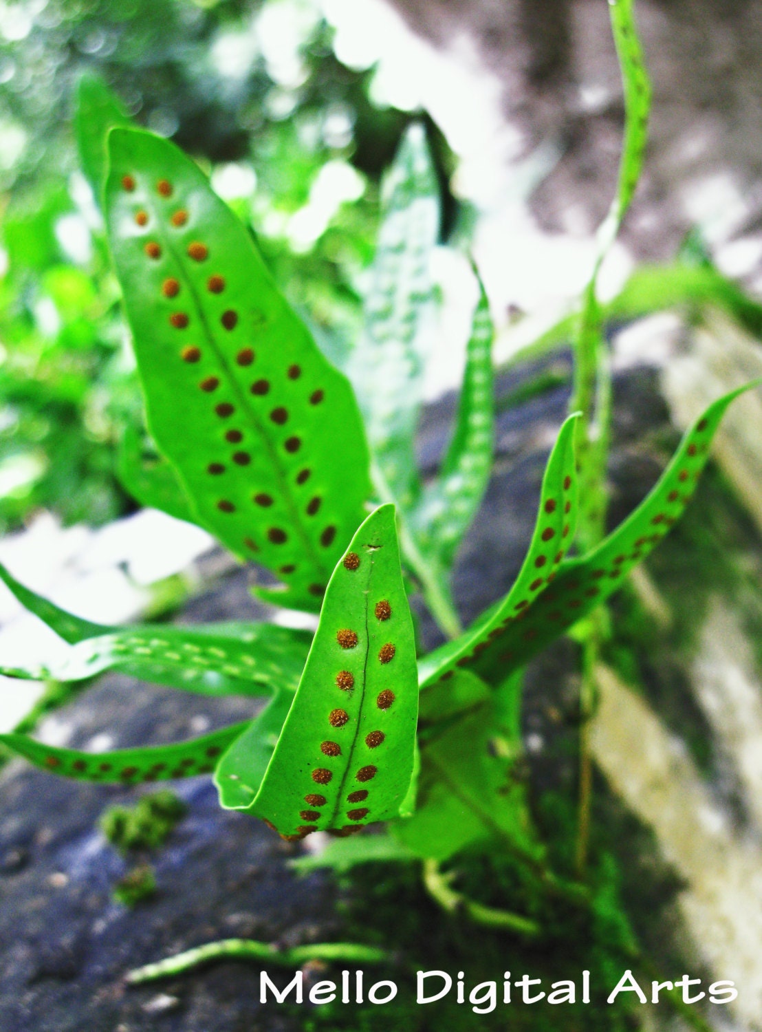 Green Liriope Fern Leaf with Orange Spores Curling - Tropical Plant Abstract - Macro Photo Print (11x14)