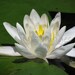 Blank Note Card with envelope - 4x6 - One (1) of White Water Lily - Greeting - Thank you - Thinking of You - Sympathy