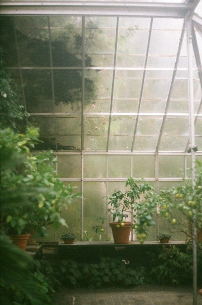 Glasshouse II -  5x7 original film fine art photograph