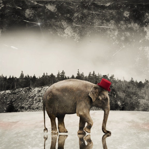 Elephant Art Print Animal Photography Art for Kids Surreal Photo 8x8 Print - Master of Ceremonies