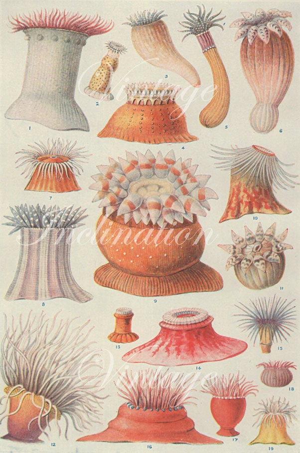 1933 SEALIFE 1 original antique ocean sea life bookplate, print, pink green anemone seaweed