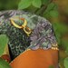 Vintage green scarf with many patterns in black, gray, brown and gold