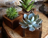 Succulent in a tiny wooden box planter for Home Decor or Wedding Favor. (Stained) Sold individually and can be made to order - TheRedLilyShop