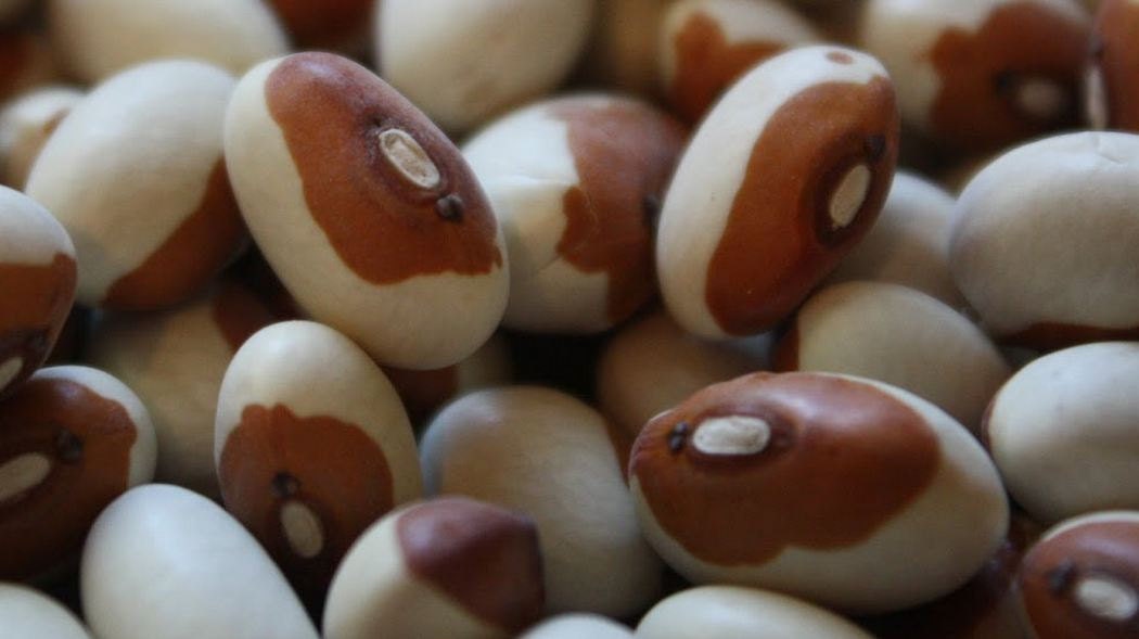 Beans Yellow Eye Beans of Maine Bush Bean Seeds by thegardenstudio