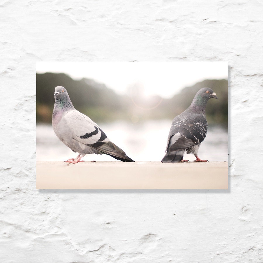 pigeon love photograph fine art photo nature white grey gray cream wall art home decor birds
