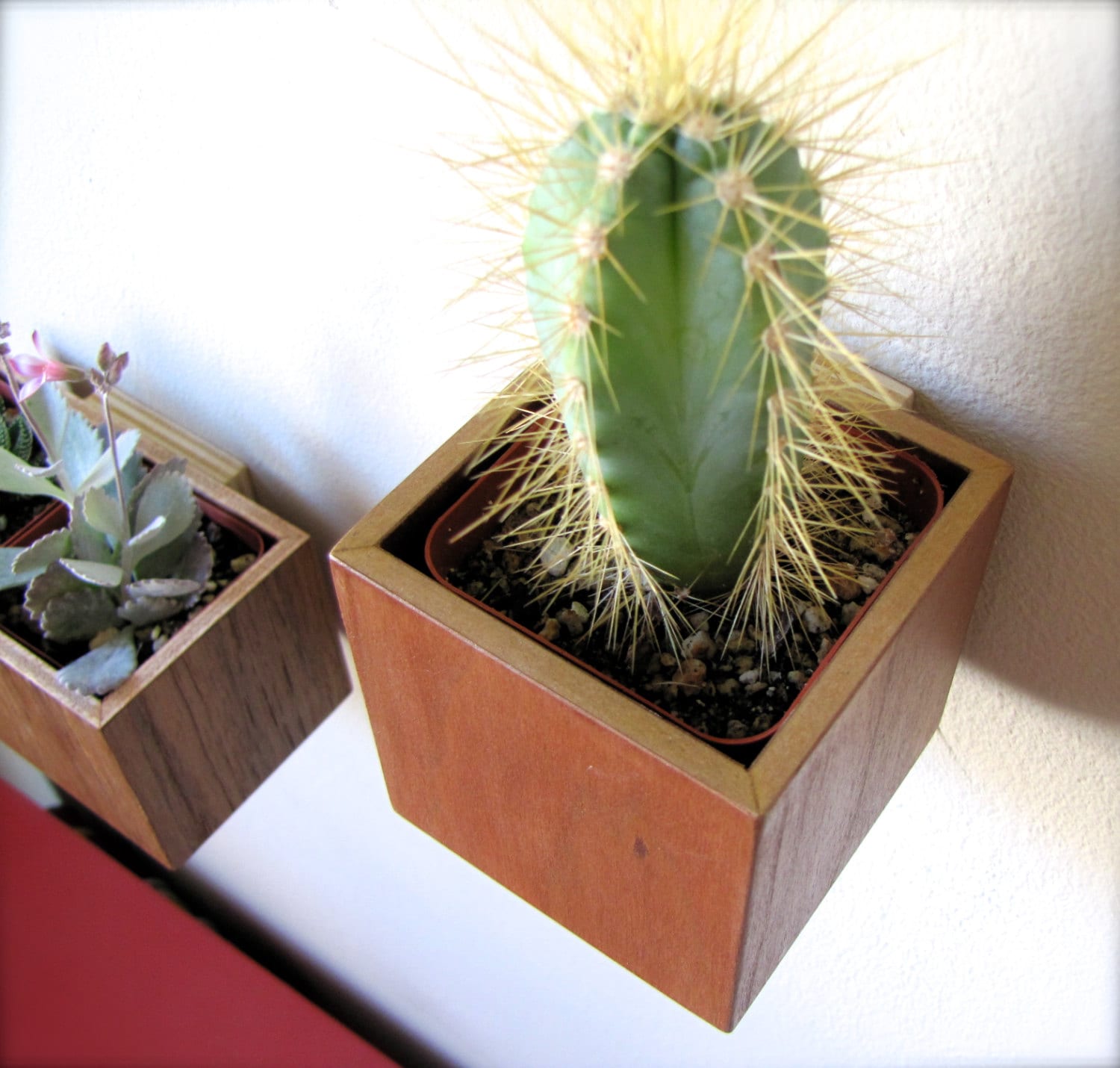 Wall Planter Plant Holder Succulent Holder made by thewoodybeckers