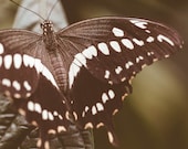 Brown Butterfly Swallowtail Fine Art Print Nature Photograph Whimsical Butterfly Wall Decor - ImagePoet