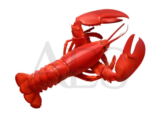 Lobster: vector illustration