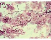 Flower Photograph - Nature Photography - Pink - Carry On -  Spring - Cherry Blossom - Bloom - Fine Art Photography -