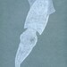 Bioluminescent Squid