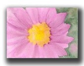 ACEO watercolor DAISY in the Pink original painting