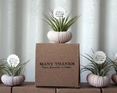 thank you // air plant wedding favors // qty. 25