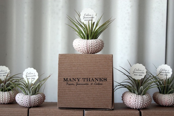 Buy plants wedding gifts - thank you // air plant wedding favors // qty. 25