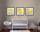 Fine Art Photography 3 8x8 Prints Yellow  Hydrangeas, Modern Wall Decor, Home Decor, Nursery Decor