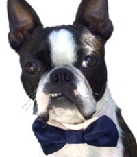 Formal Wedding Dog or Cat Bow Tie All Sizes
