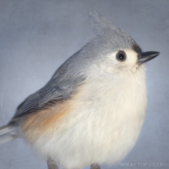 Bird Photo, Animal Photography, Nature Photography, Bird Art, Fine Art Photograph, Tufted Titmouse Art Print, Bird Portrait, Wildlife Photo