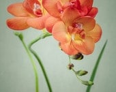 Flower Photo, Still Life Photography, Freesia Flower Art, Orange & Green Floral Art Print, Flower Photography Print, 8x10 Print, Wall Art