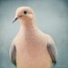 Mourning Dove Bird Art, Animal Photography, Wall Art, Nature Photography, Bird Art, Portrait, Animal Art Print, Wildlife Fine Art Photograph