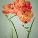 Flower Photo, Still Life Photography, Freesia Flower Art, Orange & Green Floral Art Print, Flower Photography Print, 8x10 Print, Wall Art