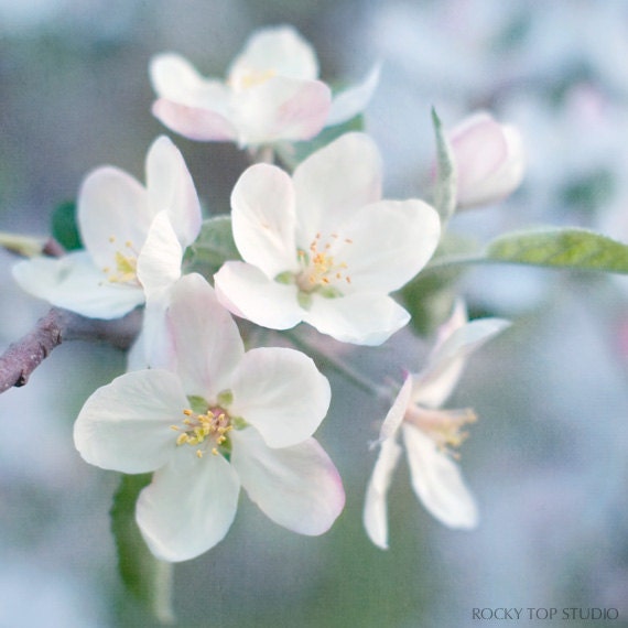 Apple Blossoms Print, Fine Art Photograph, Spring Blooms, Floral Wall Decor, Nature Photography Wall Art, Flower Photo in Blue & White