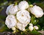 White Flowers, France, 8 x 10 Matted Photo Print