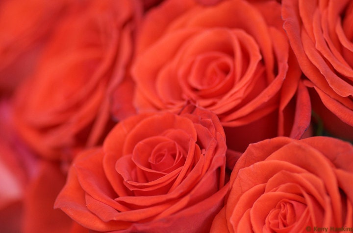 Red Roses, Valentine's Day gift, 8"x10" matted photo print, Nature