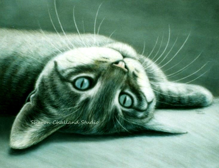 PRINT Cat ART Print 8 x 10" from Original Pastel Painting by Sharon Challand feline wall decor art home feline fine tiger grey animal Pet
