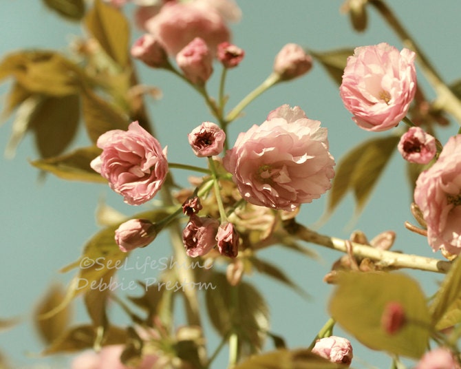 Cherry Blossom Photo, Flower Photo, Flower Photography, Nature photography, Cherry Blossom Photography, Nature Photo
