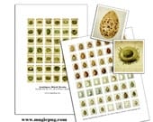 Altered Art Bird Nest & Eggs Scrabble digital collage sheet SET .75 x .83 in 19mm x 21mm 19x21