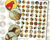 Antique Bird Owl digital collage sheet in 1 inch circles 25mm round canary finch robin bluebird