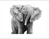 Wildlife Open Edition Giclee Print of a Baby African Elephant