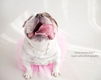 who's a pretty boy (dog photography)