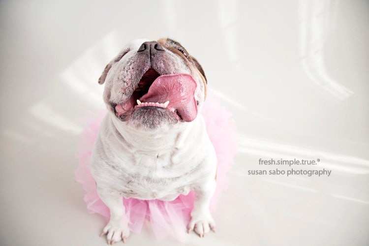 who's a pretty boy (dog photography)