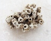 Beach Home Decor Natural Sea sponge, Sea weed, Nautical, Coral Marine