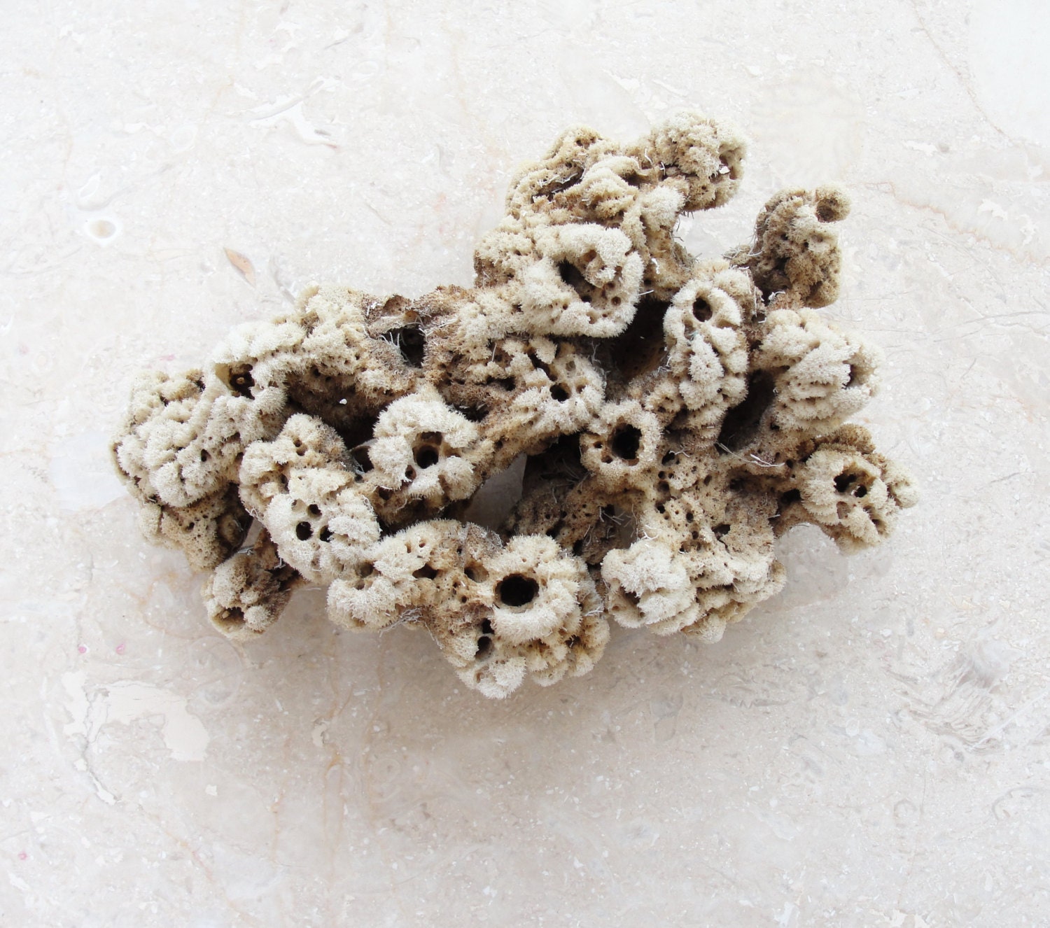 Beach Home Decor Natural Sea sponge, Sea weed, Nautical, Coral Marine