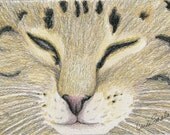 Sleepy Tabby Cat Original Pencil Drawing Painting Pet Art-Carla Smale