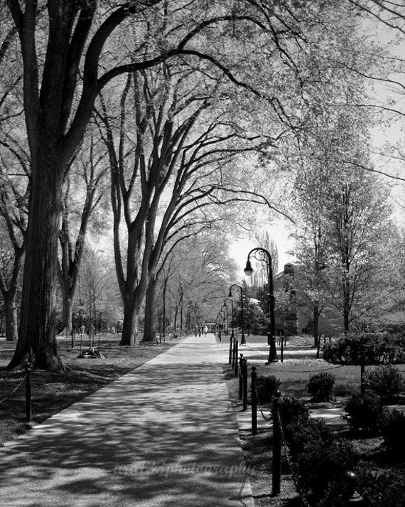 Penn State Photography, Black and White Picture, Landscape, Campus, Elm Trees, State College, Nature -8x10 inch Print - Timeless