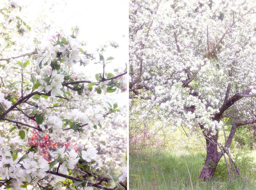 Two Apple Blossom Photographs. Garden Landscape Photo Set, White Blossoms Flower Wall Decor, Apple Tree