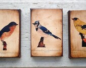 Wall Art - Set of 3 Vintage Birds Specimen 1904 Photos -  Small Wall Art