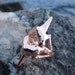 Sand Tiger Shark Tooth Ring in Rose Gold