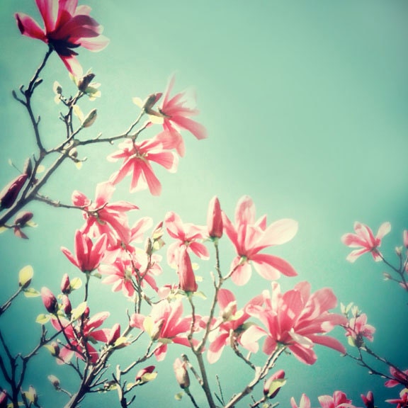 Nature Photograph, 8x8 Print, Magnolia, Vintage Spring Blooms, Mint Green Floral, Pink Blossoms, Tree Blossoms Fine Art Photo, Home Decor